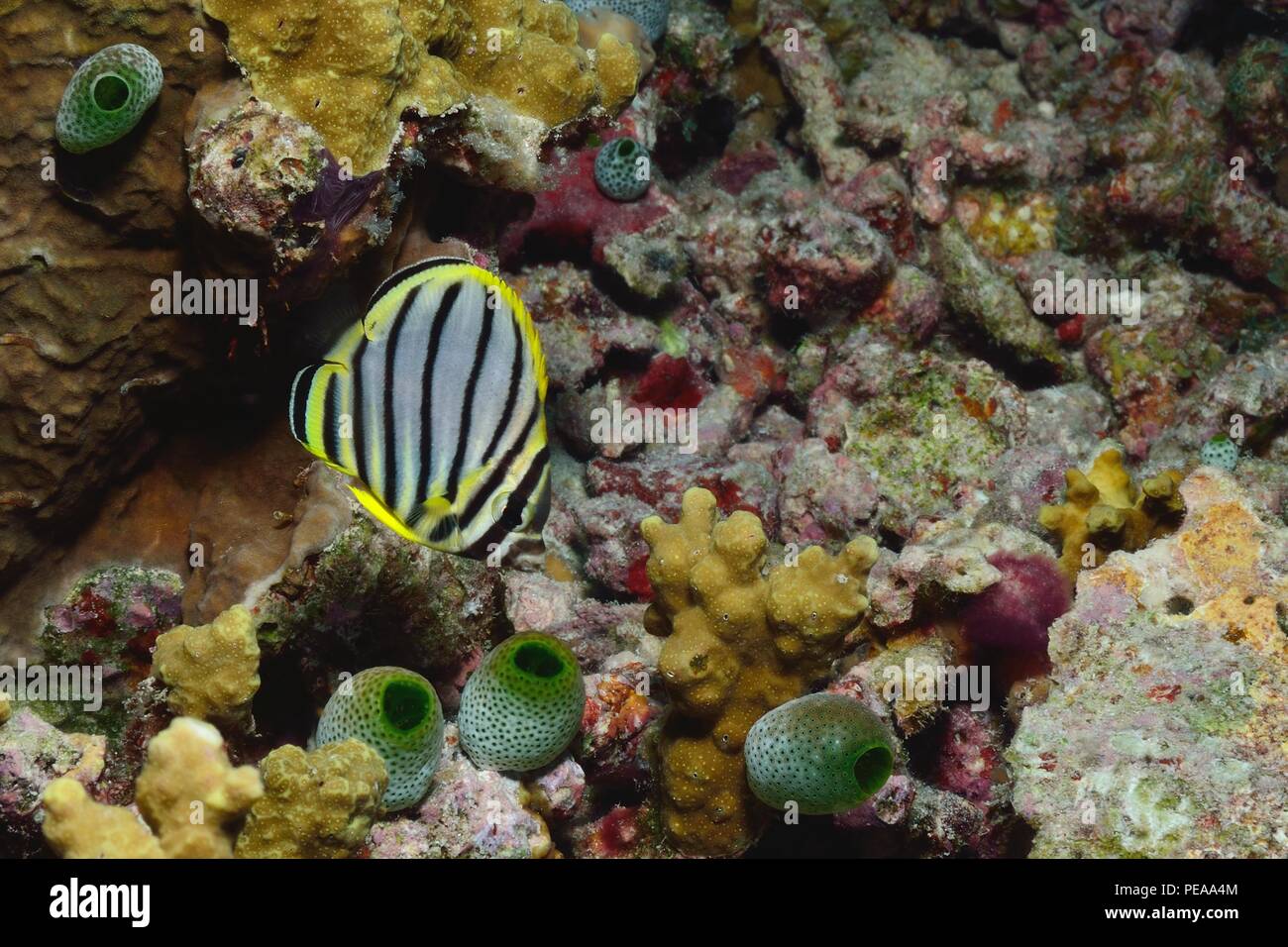 Chaetodon meyeri, meyers butterflyfish, Gebänderter Falterfisch, juvenil, Jugendform, Malediven, Indischer Ozean, maldives, Indian Ocean Stock Photo