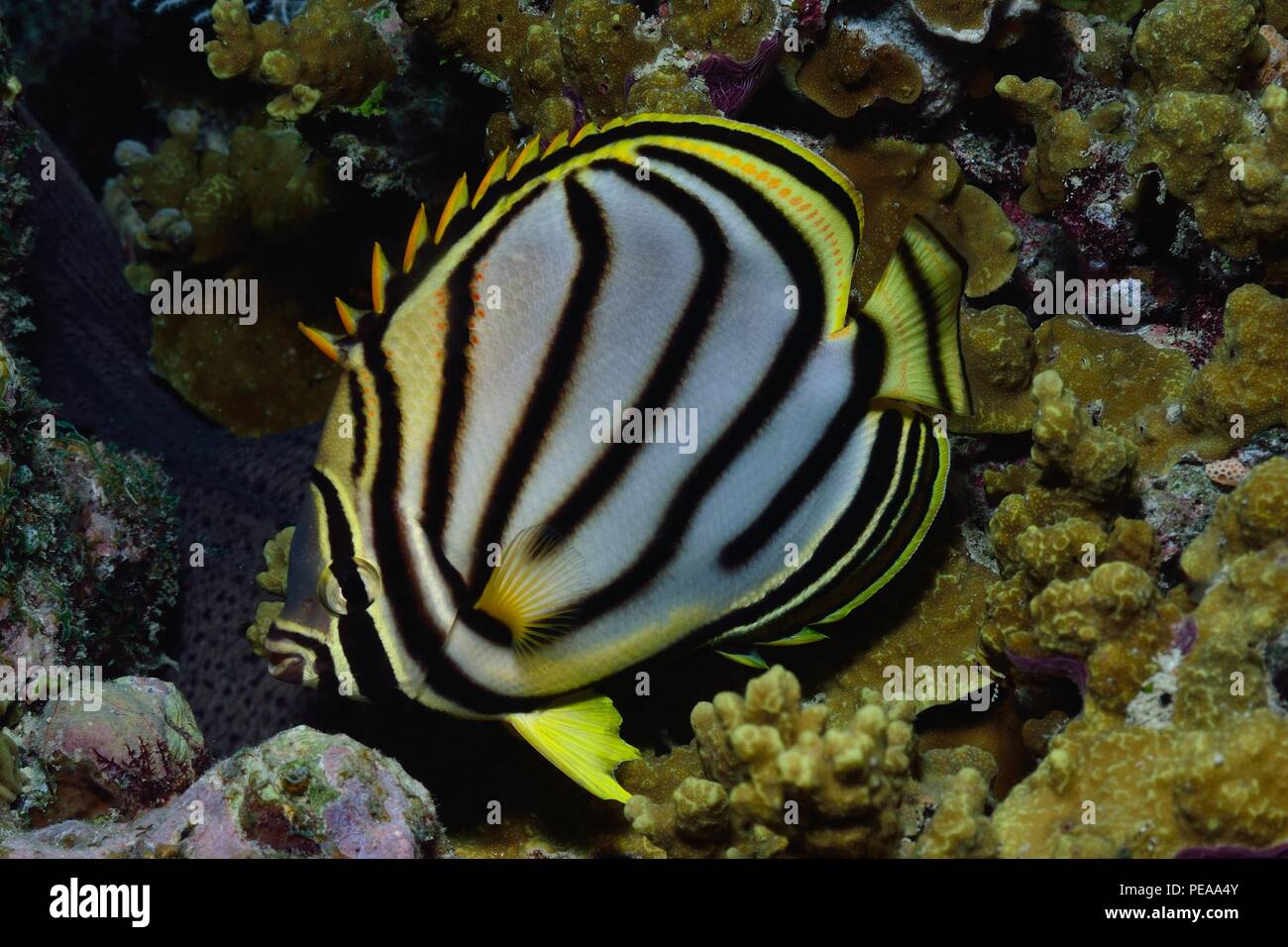 Chaetodon meyeri, meyers butterflyfish, Gebänderter Falterfisch, Malediven, Indischer Ozean, maldives, Indian Ocean Stock Photo