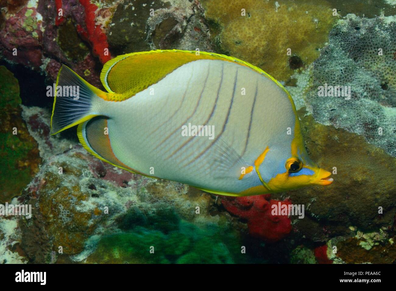 Chaetodon xanthocephalus, yellowhead butterflyfish, Gelbkopf-Falterfisch, Malediven, Indischer Ozean, maldives, Indian Ocean Stock Photo