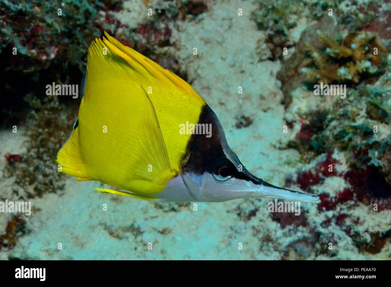 Forcipiger flavissimus, yellow longnose butterflyfish, Gelber Masken-Pinzettfisch, Malediven, Indischer Ozean, maldives, Indian Ocean Stock Photo