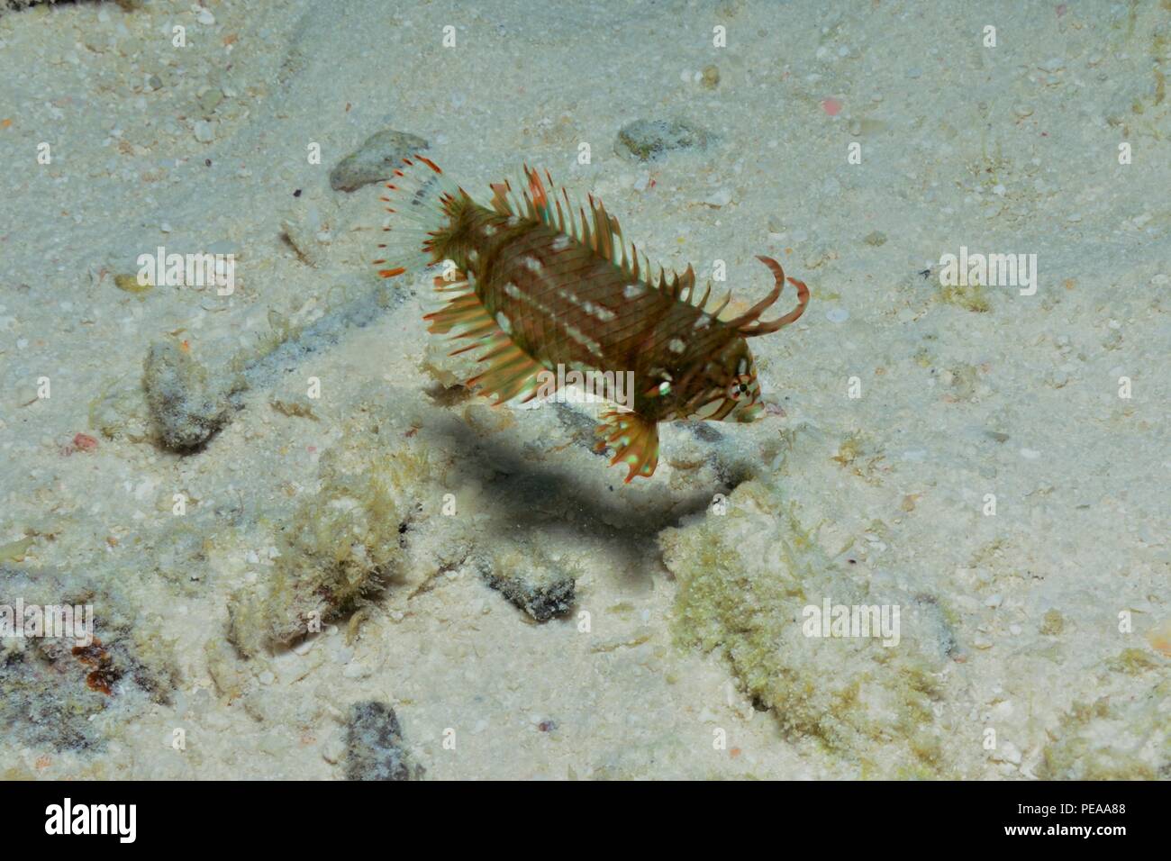 Novaculichthys taeniourus, rockmover wrasse, Bäumchen-Lippfisch, Malediven, Indischer Ozean, maldives, Indian Ocean Stock Photo