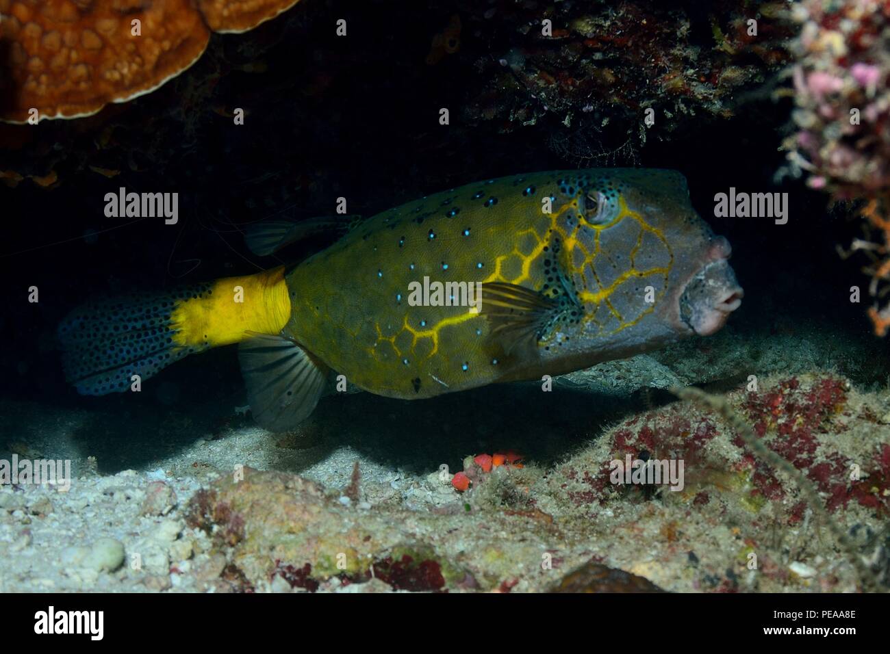 Ostracion cubicus, yellow boxfish, Gelbbrauner Kofferfisch, male, Männchen, Malediven, Indischer Ozean, maldives, Indian Ocean Stock Photo