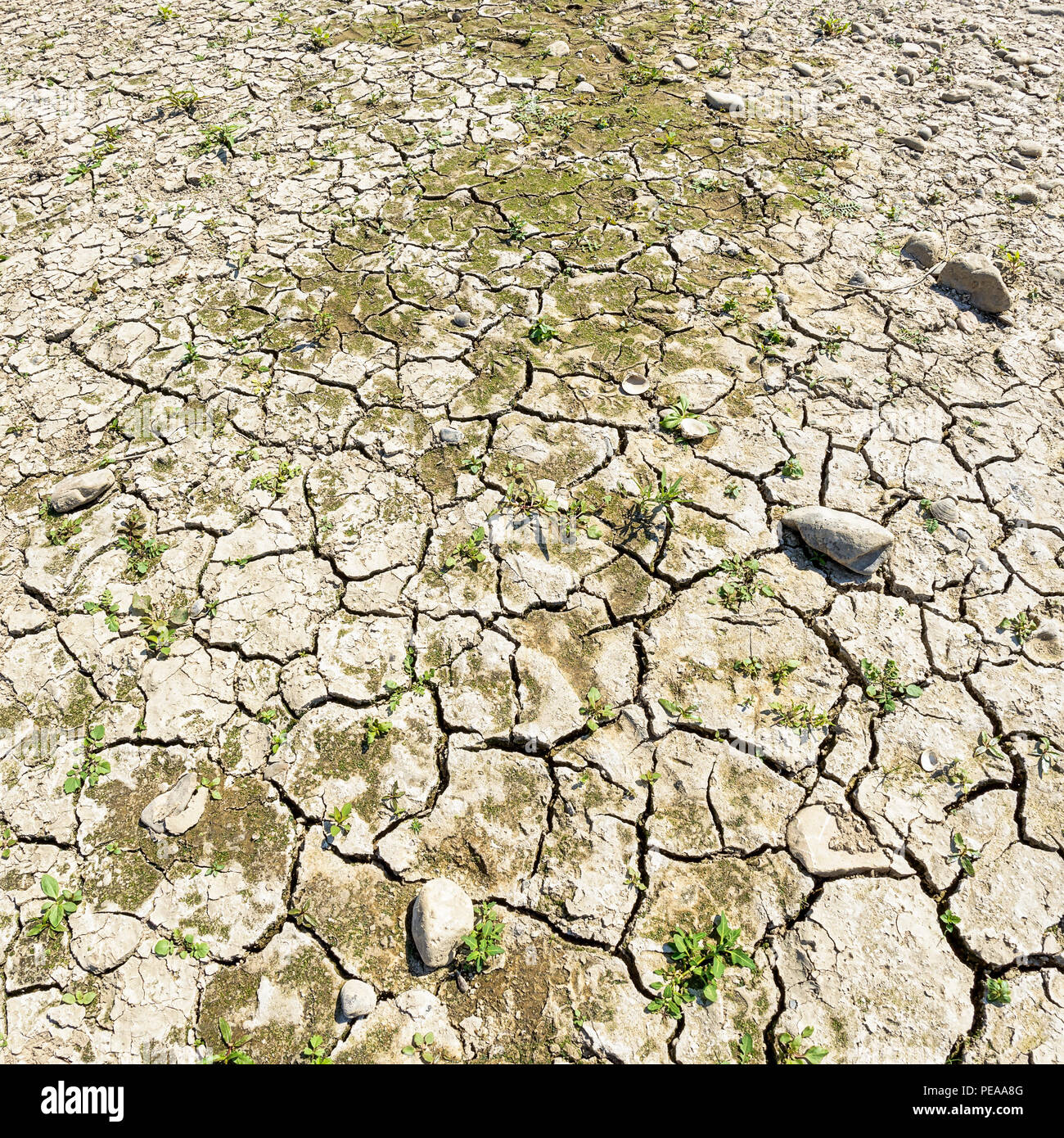 Dried-out cracked riverbed with stones and sediments in the river Rhine, caused by prolonged drought, North Rhine-Westphalia, Germany, Europe Stock Photo