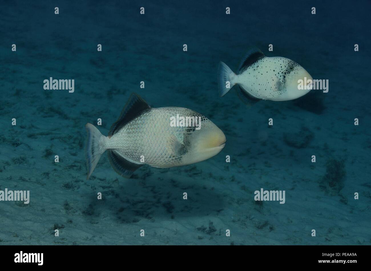 Pseudobalistes flavimarginatus, yellowmargin triggerfish, Gelbsaum-Drückerfisch, Malediven, Indischer Ozean, maldives, Indian Ocean Stock Photo