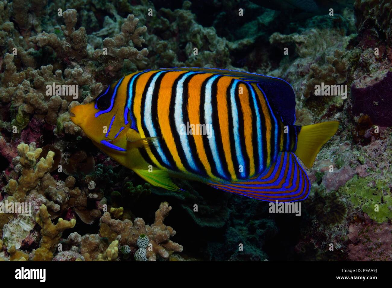 Pfauen-Kaiserfisch, regal angelfish,royal angelfish, Pygoplites diacanthus, Malediven, Indischer Ozean, maldives, Indian Ocean Stock Photo