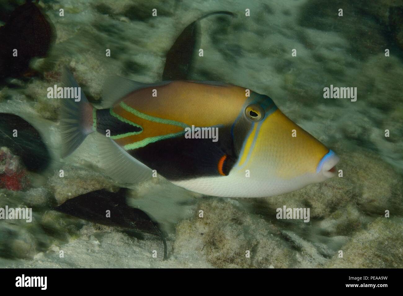 Diamant-Picassodrückerfisch, rectangular triggerfish, Rhinecanthus rectangulus, Malediven, Indischer Ozean, maldives, Indian Ocean Stock Photo