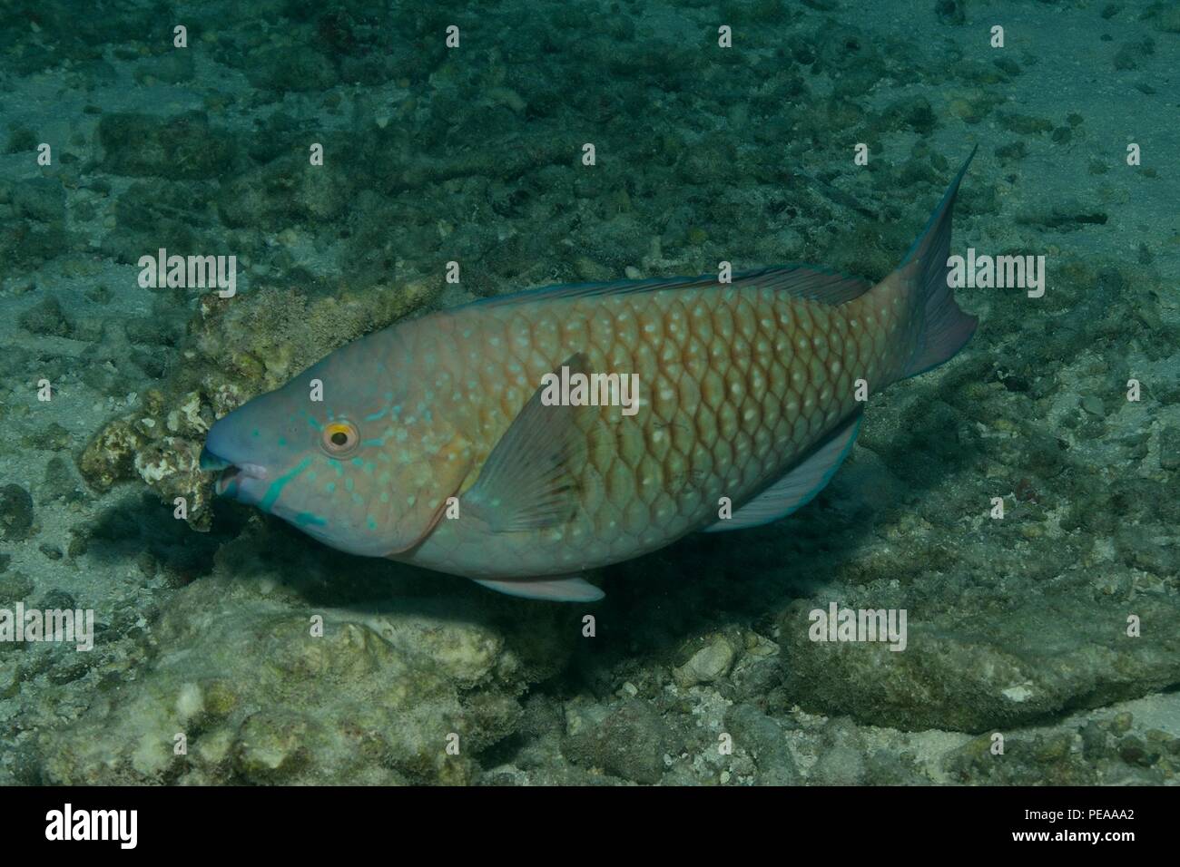 Scarus falcipinnis, Grünbauch-Papageifisch, sicklefin parrotfish, Malediven, Indischer Ozean, maldives, Indian Ocean Stock Photo