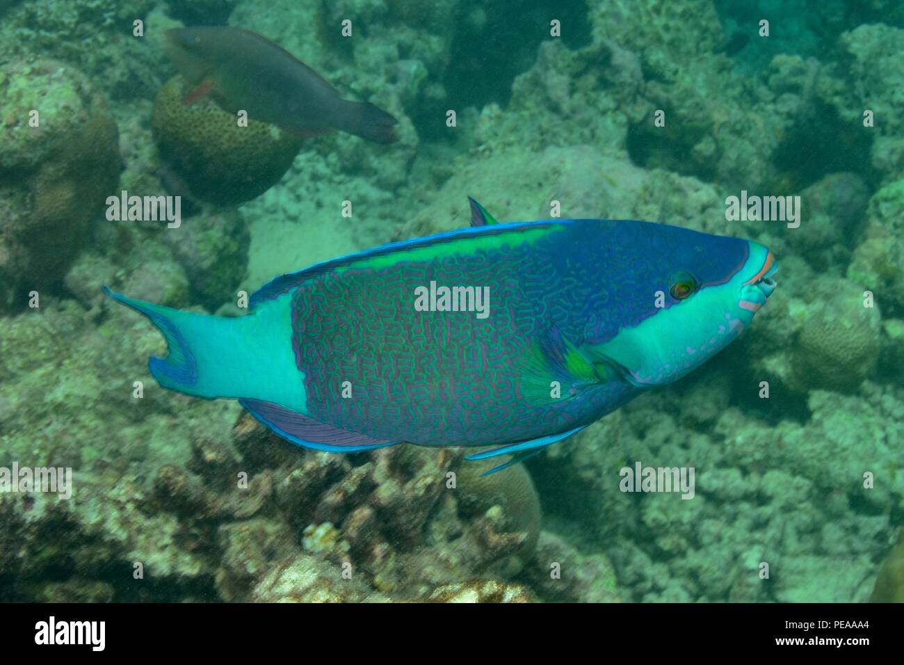Scarus frenatus, Grünbürzel-Papageifisch, Bridled parrotfish, Malediven, Indischer Ozean, maldives, Indian Ocean Stock Photo
