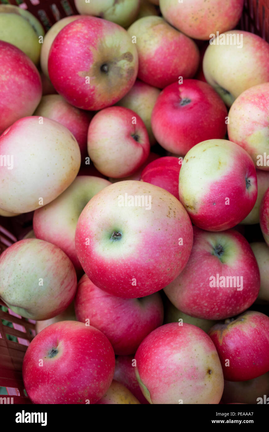 Malus domestica ‘Discovery’. Harvested Apples ‘Discovery’ from above in a plastic tray . UK Stock Photo