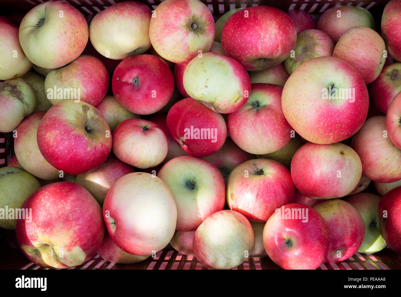 Malus domestica ‘Discovery’. Harvested Apples ‘Discovery’ from above in a plastic tray . UK Stock Photo
