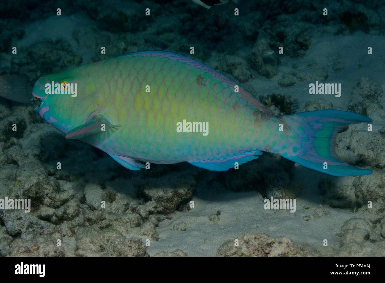 Nasenhöcker-Papageifisch, Männchen, ember parrotfish, male, Scarus rubroviolaceus, Malediven, Indischer Ozean, maldives, Indian Ocean Stock Photo