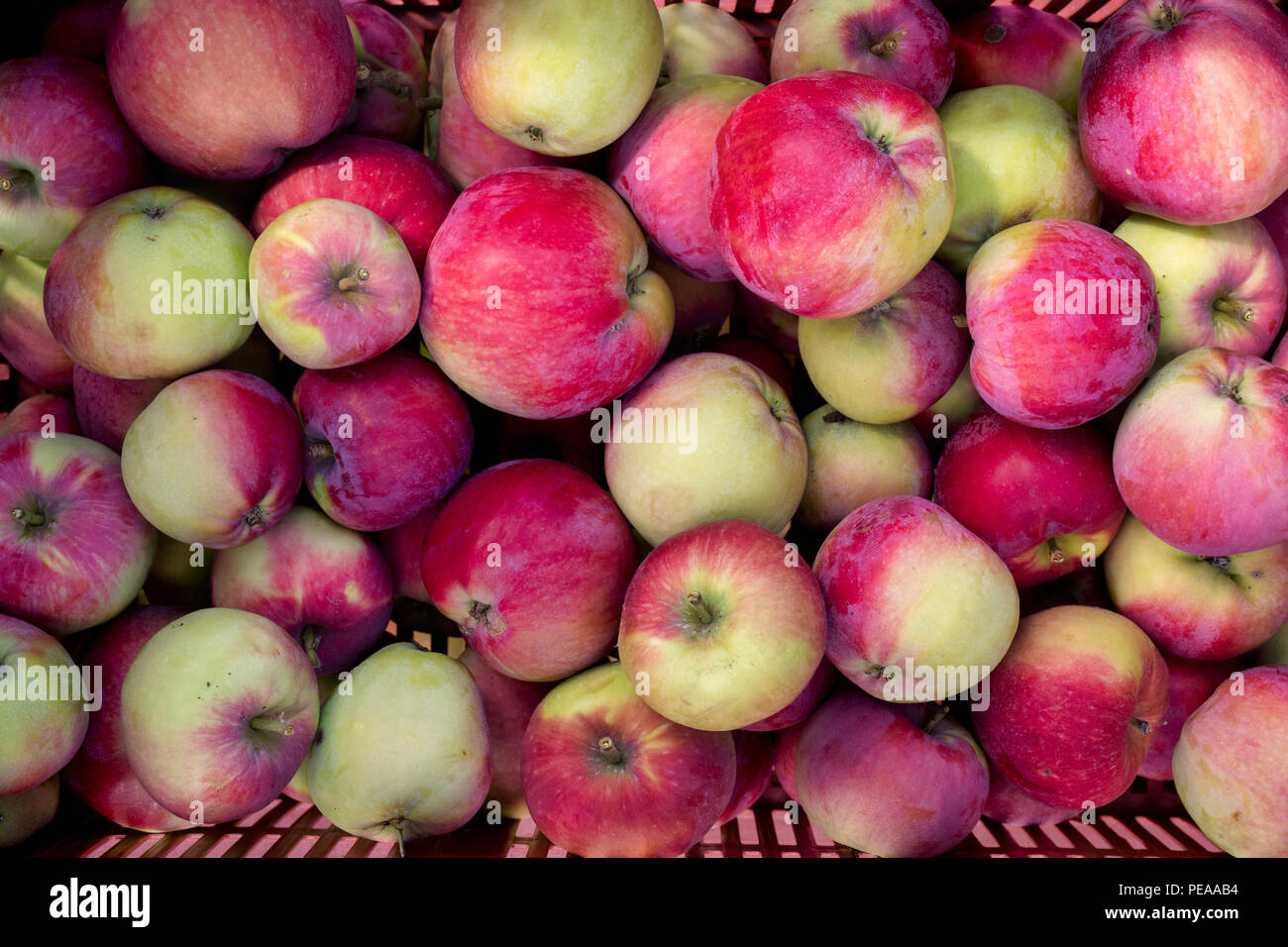 https://c8.alamy.com/comp/PEAAB4/malus-domestica-red-melba-harvested-apples-red-melba-from-above-uk-PEAAB4.jpg