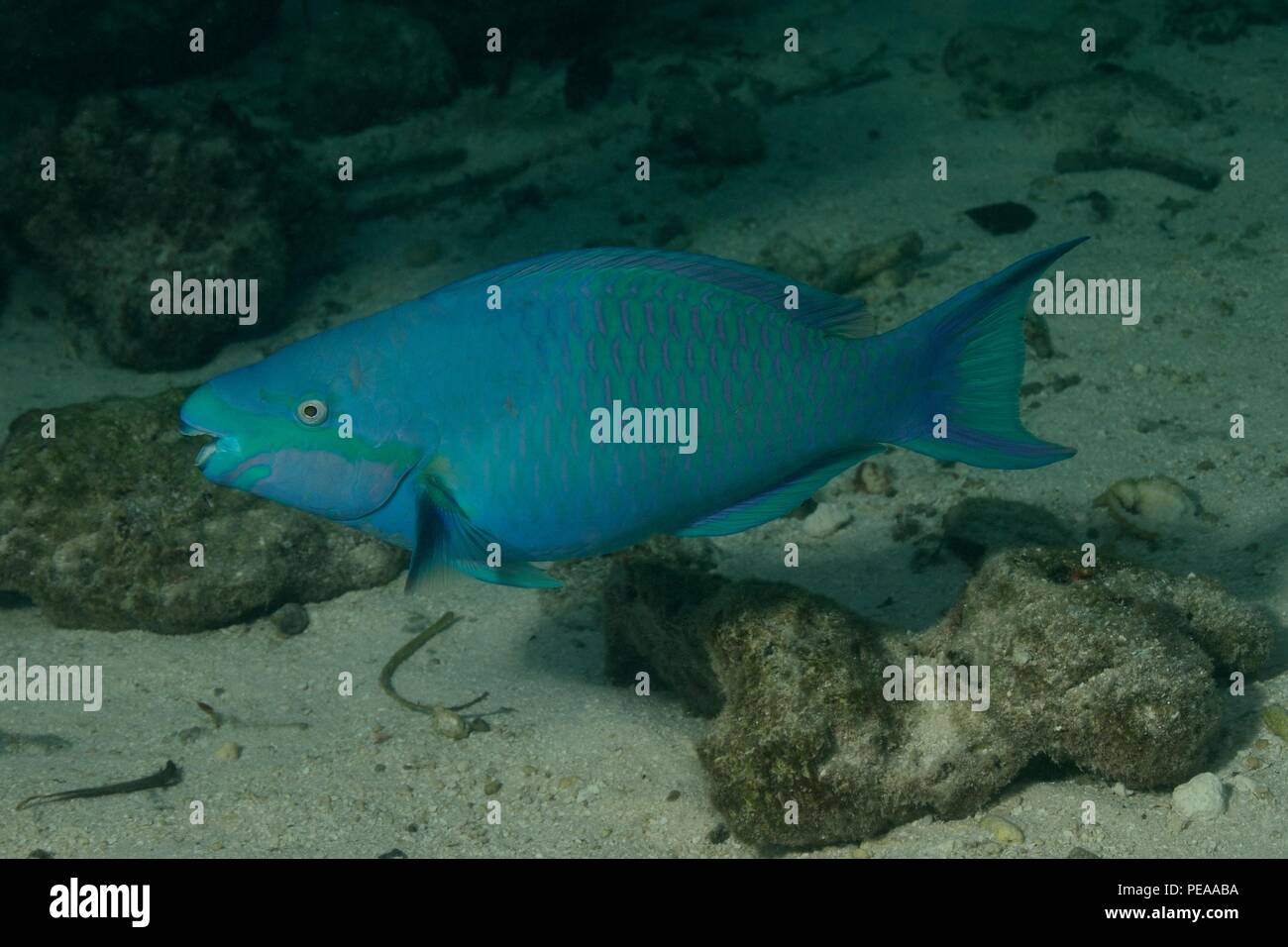 Fünfsattel-Papageifisch, Männchen, fivesaddle parrotfish, male, Scarus scaber, Malediven, Indischer Ozean, maldives, Indian Ocean Stock Photo