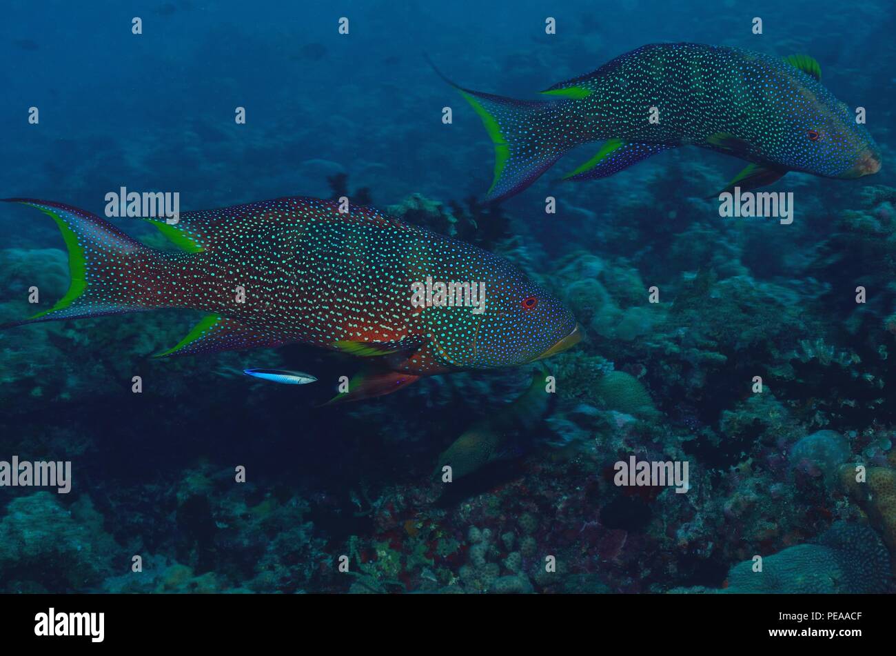 Mondflossen-Zackenbarsch, Variola louti, Malediven, Indischer Ozean, Yellow-edged lyretail, grouper, maldives, Indian Ocean Stock Photo