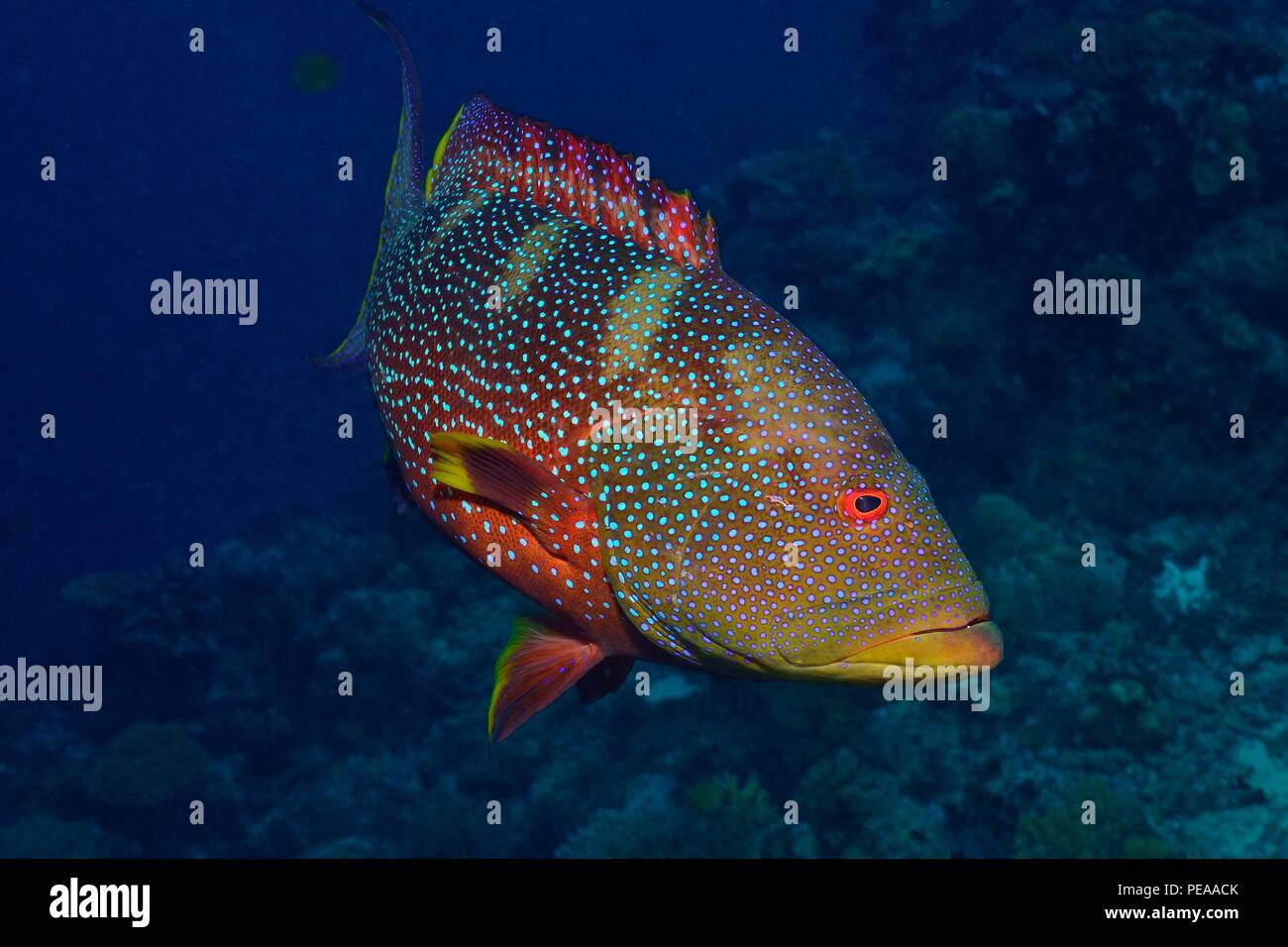 Mondflossen-Zackenbarsch, Variola louti, Malediven, Indischer Ozean, Yellow-edged lyretail, grouper, maldives, Indian Ocean Stock Photo