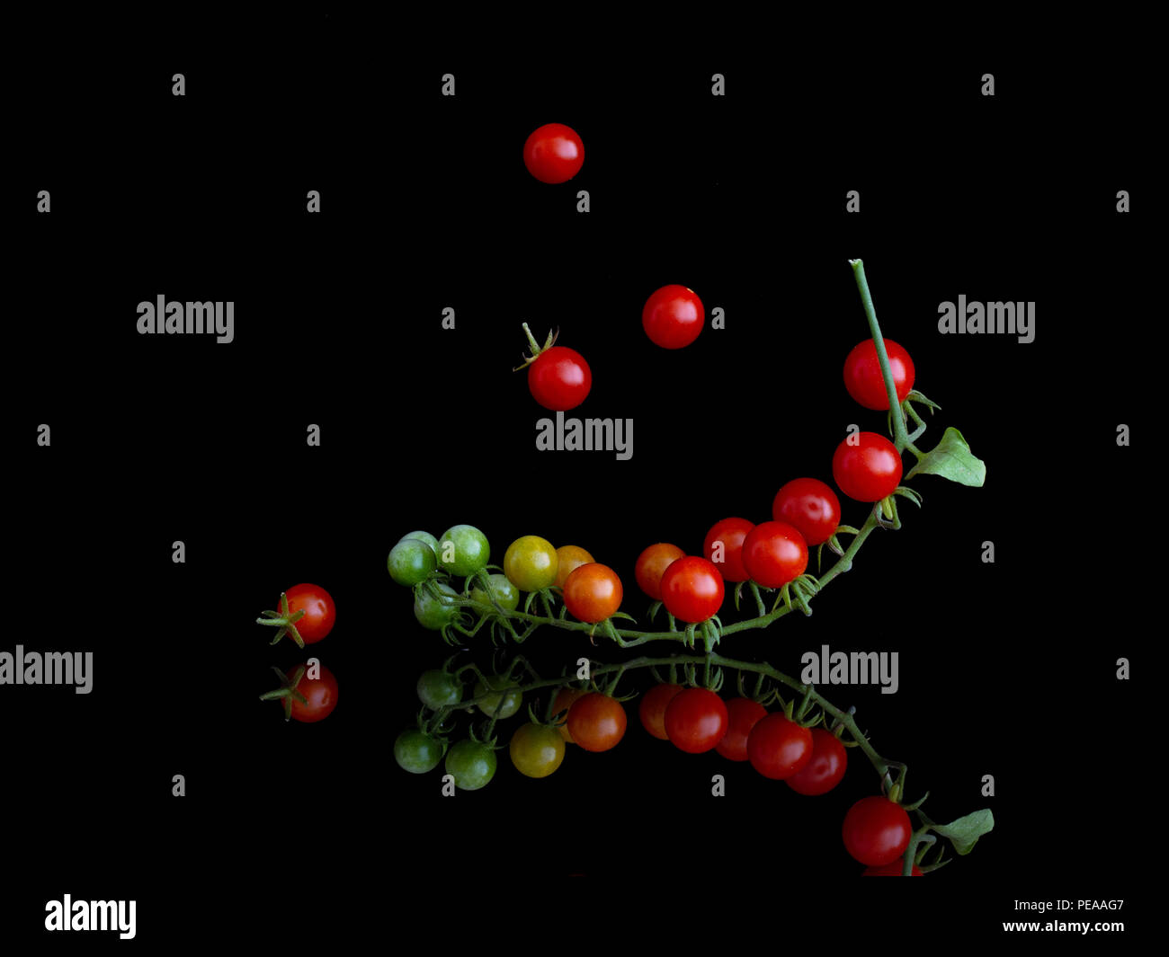 Cluster of tiny red currant tomatoes on vine , Solanum pimpinellifolium, on shiny surface and isolated on black. Stock Photo