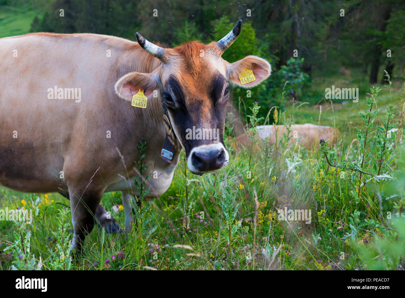 Dairy CowBrown Swiss Milk Cow in Switzerland Stock Photo Alamy