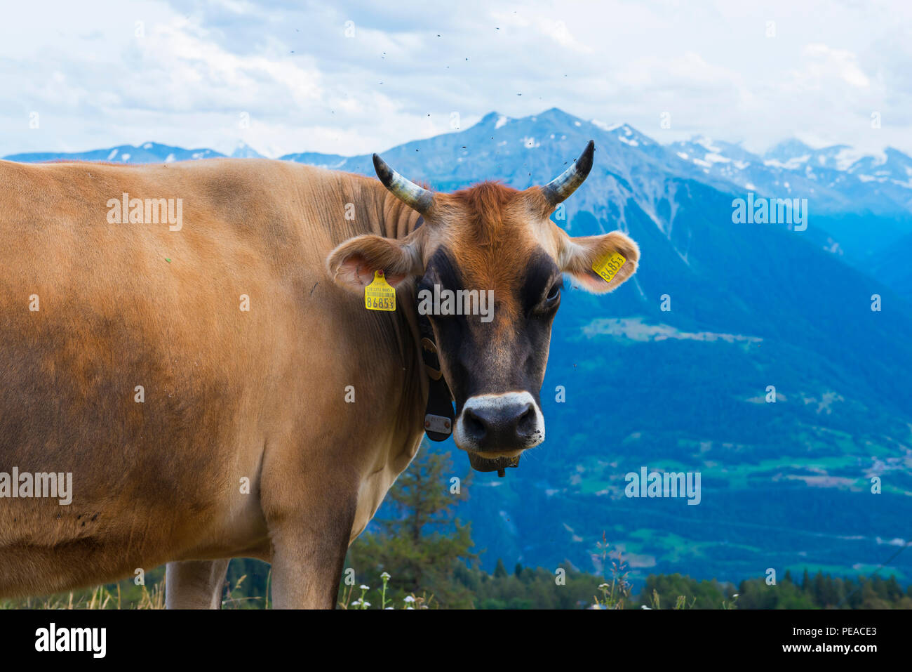 Dairy Cow-Brown Swiss Milk Cow in Switzerland Stock Photo - Alamy