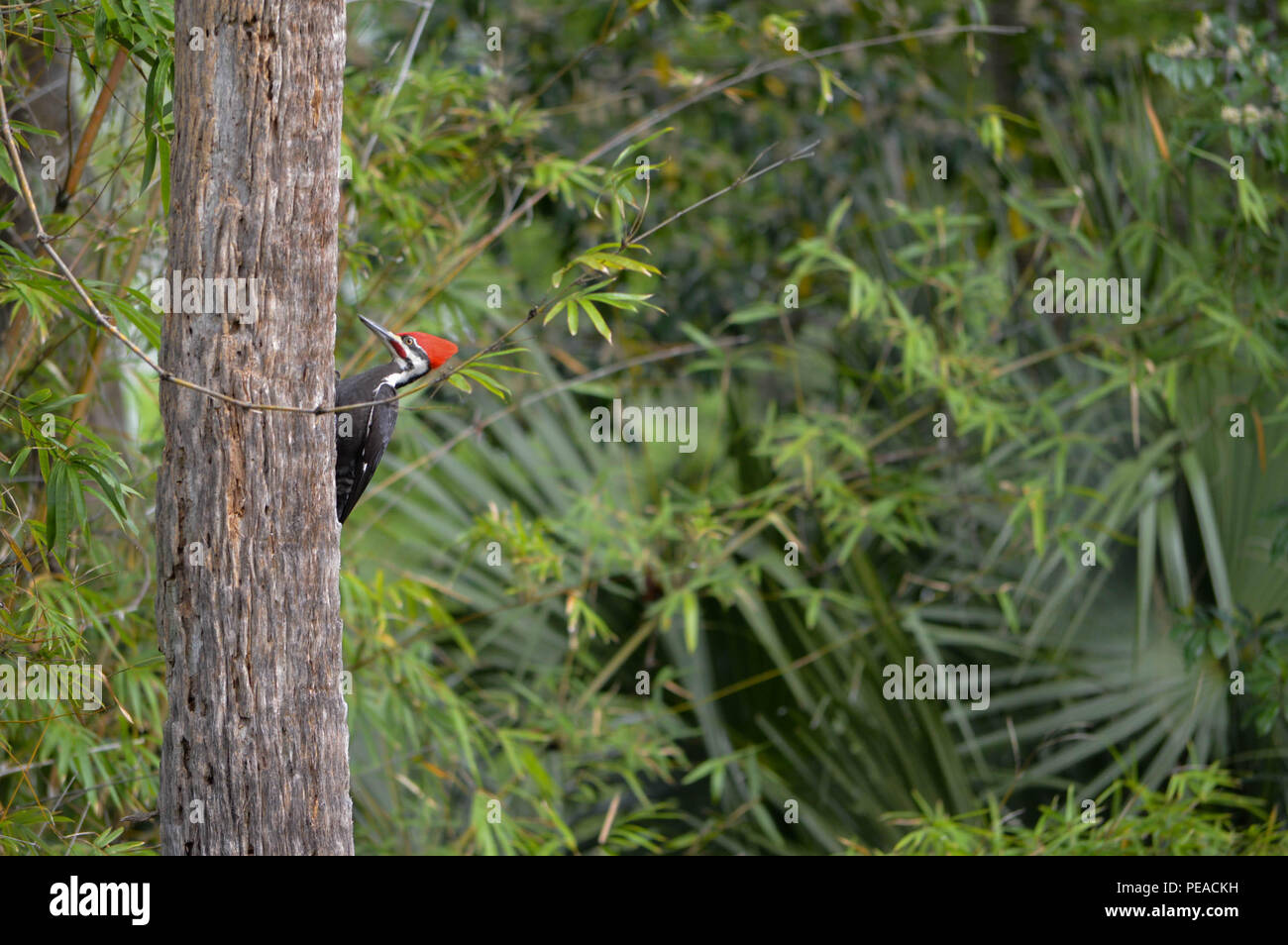 Birding Ornithology Birdwatching Stricking Male Pileated Woodpecker Side Profile View Perched Tree Trunk Largest Common Woodpecker In North America Stock Photo