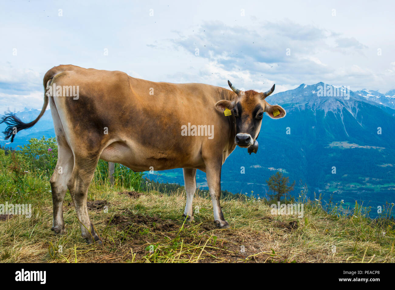 Dairy CowBrown Swiss Milk Cow in Switzerland Stock Photo Alamy