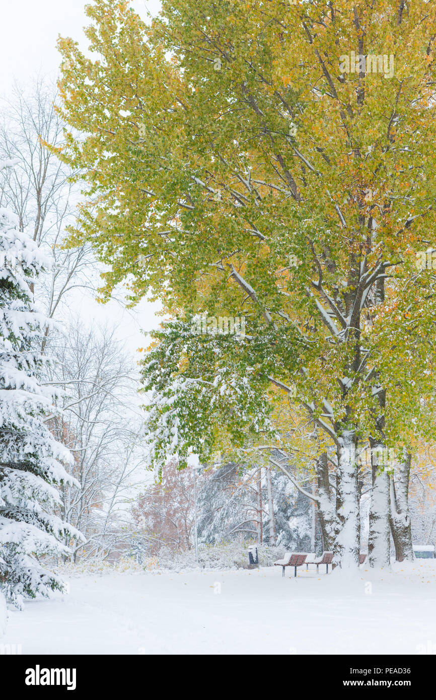 Fall foliage first snow hi res stock photography and images Alamy