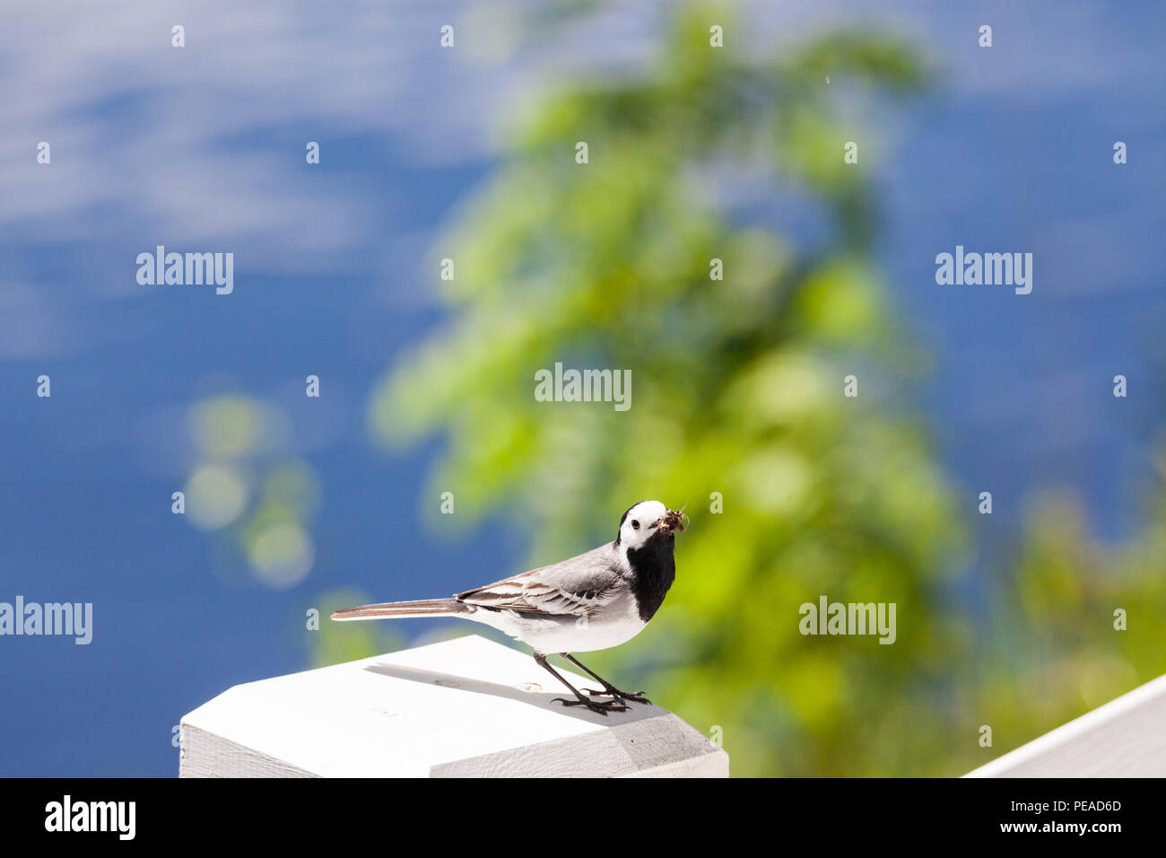 Wagtail with insects in beak Stock Photo