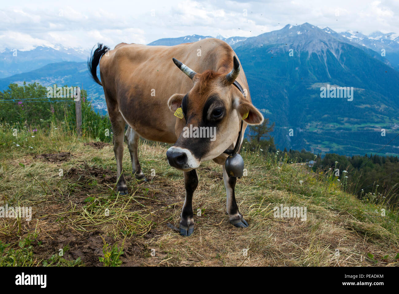 Dairy CowBrown Swiss Milk Cow in Switzerland Stock Photo Alamy