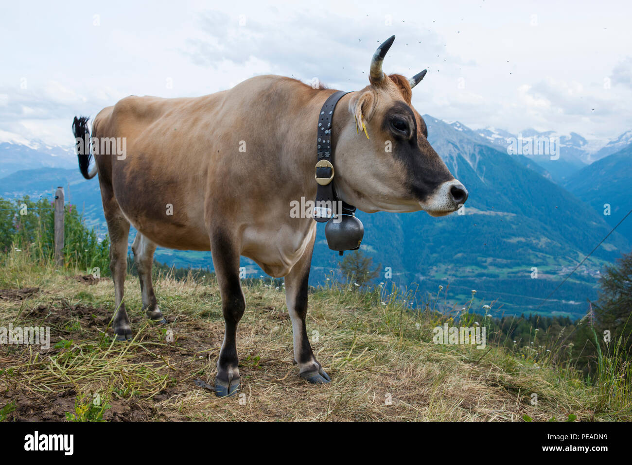 Dairy Cow Brown Swiss Milk Cow In Switzerland Stock Photo Alamy dairy-cow-brown-swiss-milk-cow-in-switzerland-stock-photo-alamy