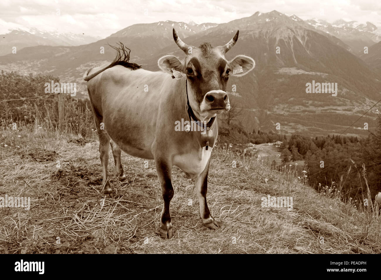 Dairy Cow-Brown Swiss Milk Cow in Switzerland Stock Photo