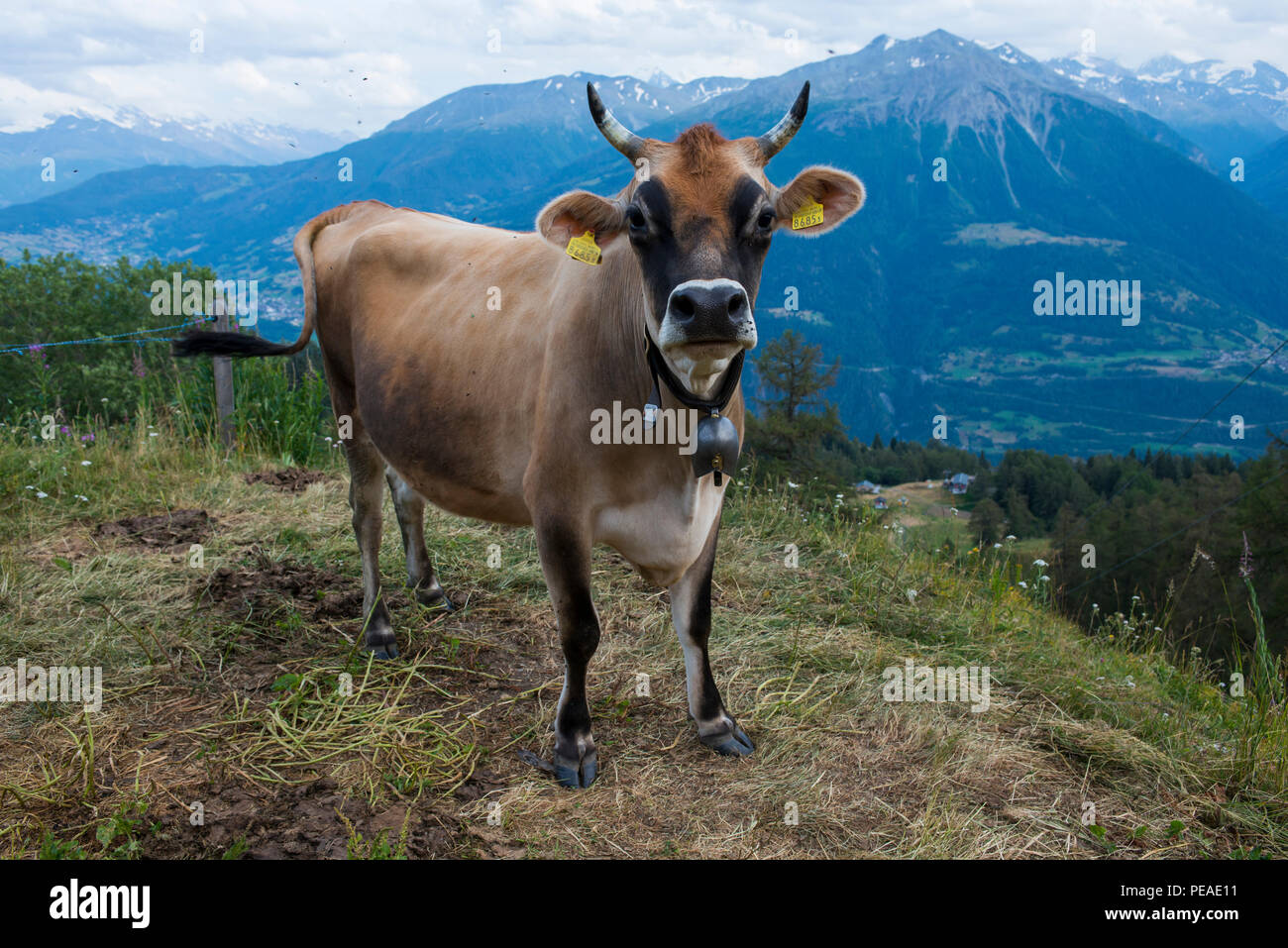 Dairy CowBrown Swiss Milk Cow in Switzerland Stock Photo Alamy
