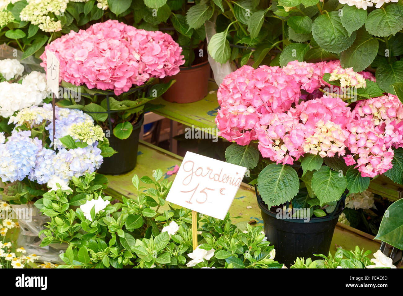 Colorful variety of flowers sold in the flower market Stock Photo Alamy