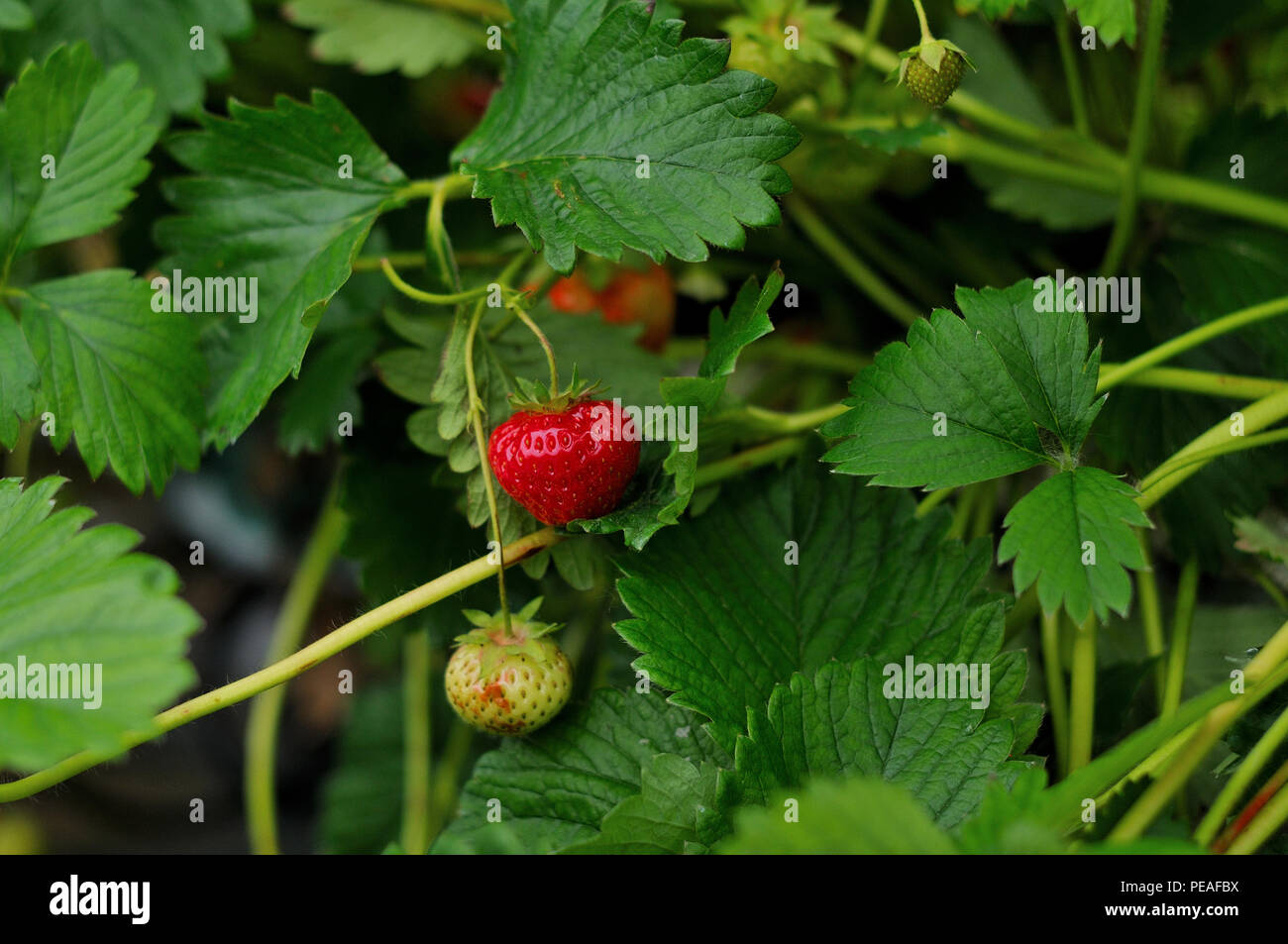 Strawberries growing on the plant Stock Photo - Alamy