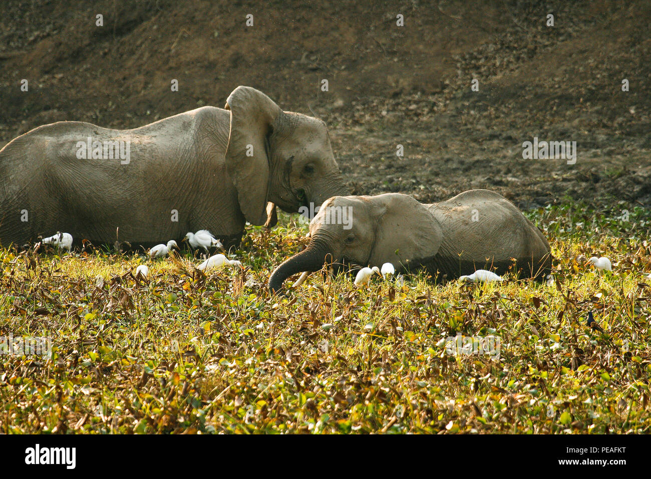 Elephant, Loxodonta africana. Mana Pools National Park. Zimbabwe Stock Photo