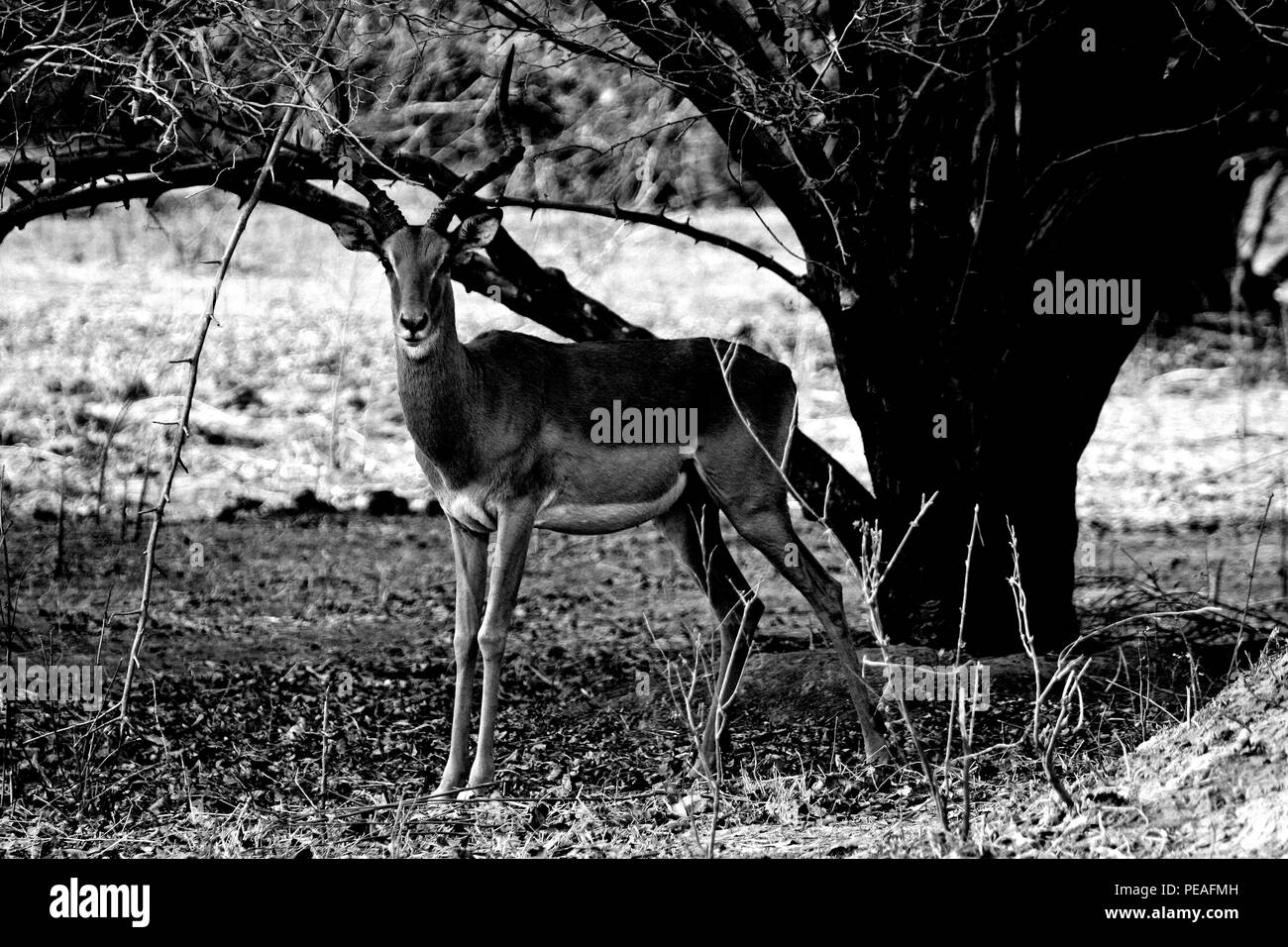 Impala, Aepyceros melampus in Mana Pools National Park.  Zimbabwe Stock Photo