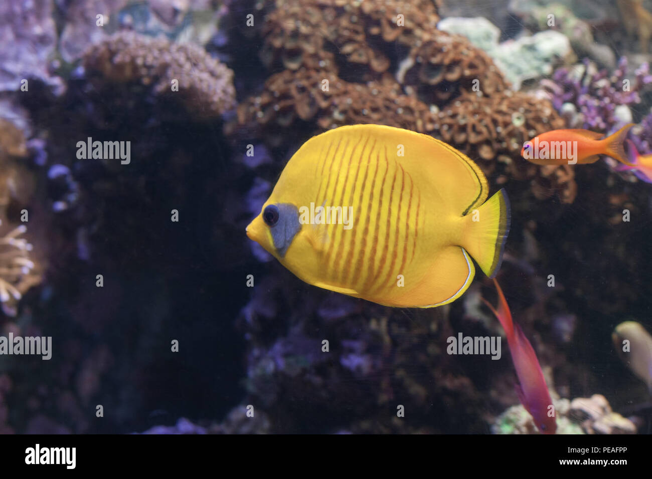 The blue-cheeked butterflyfish, Chaetodon semilarvatus swimming inside