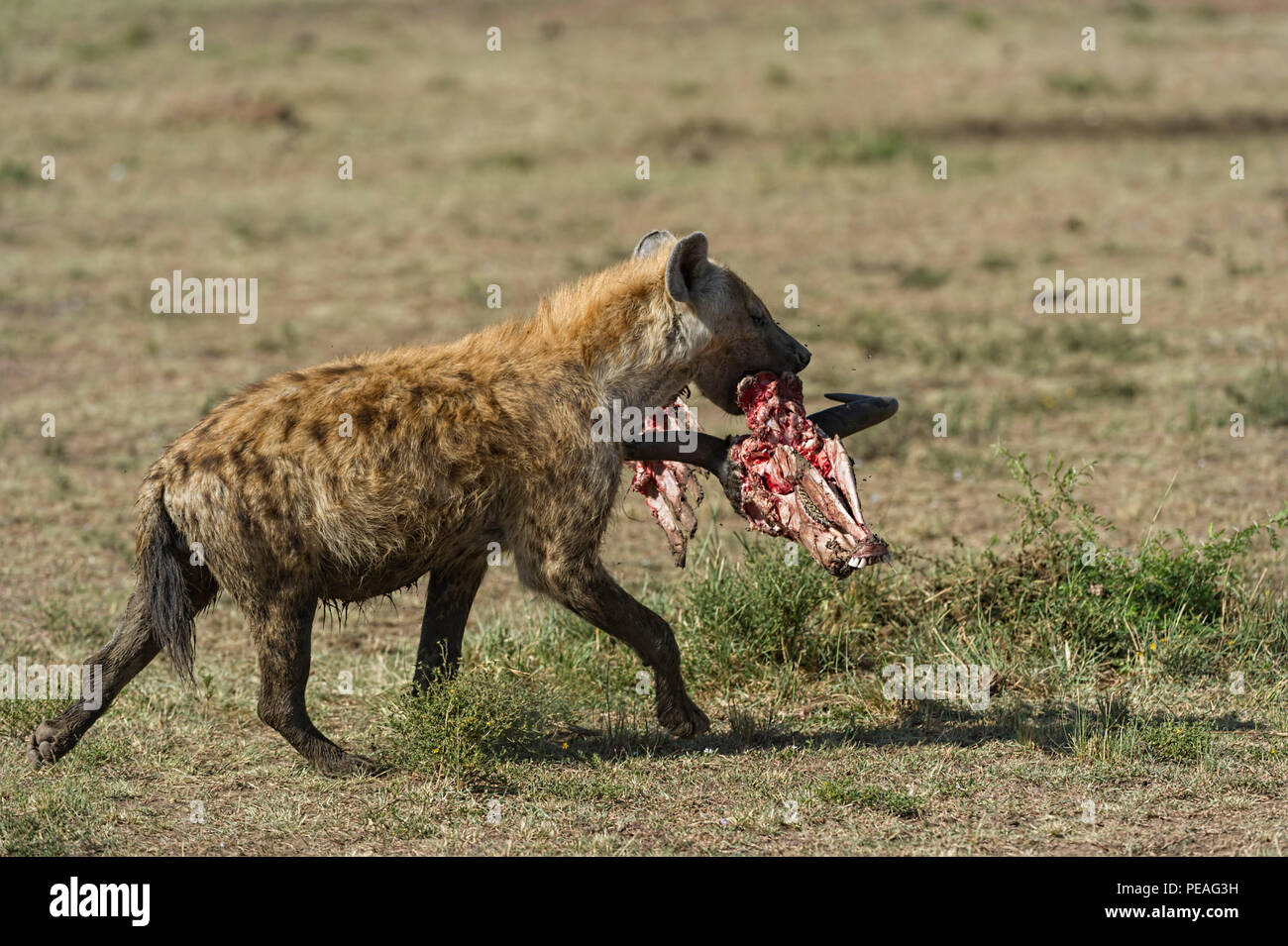 Spotted Hyena with remains of Buffalo Carcass Masai Mara Kenya Stock Photo  - Alamy