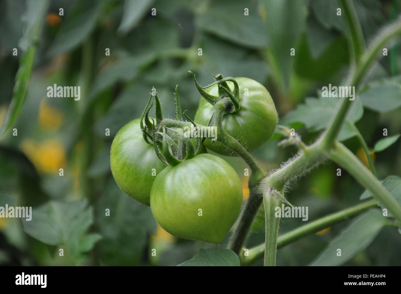 Green Tomatoes growing on a vine in a garden Stock Photo - Alamy