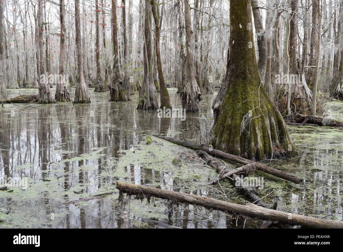 Bald Cypress Trees in Merchants Millpond State Park in North Carolina