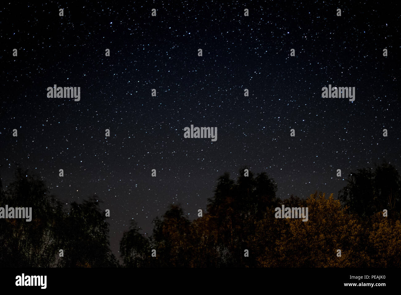 starlit sky at night  -  trees and stars  - Stock Photo