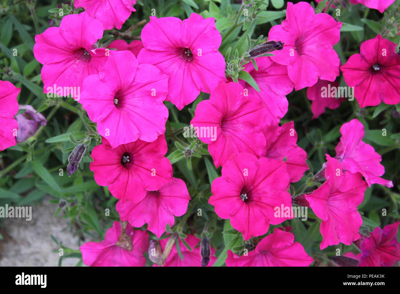 Flowerbed of pink petunia flowers at the Rest area in New Buffalo