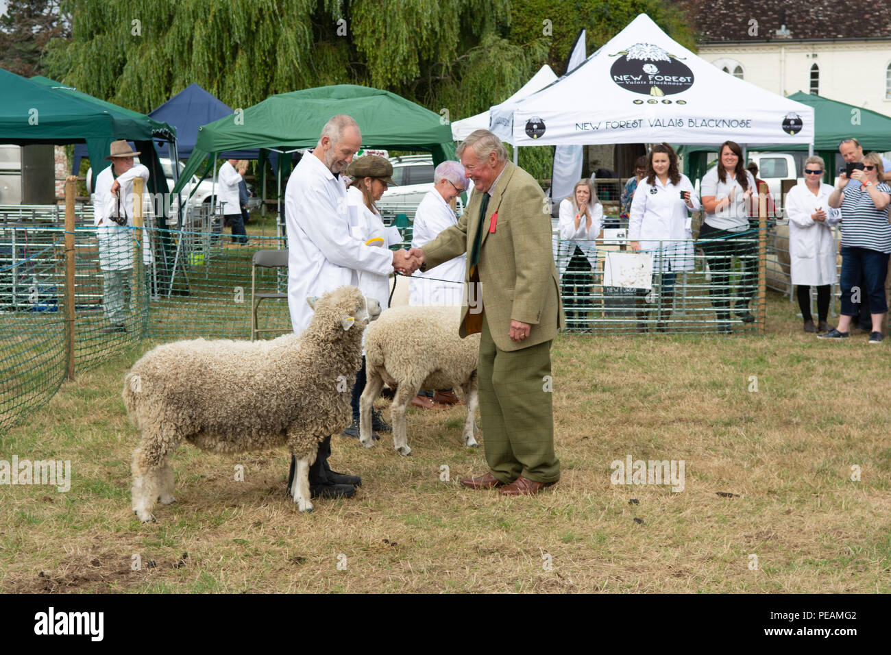 Judging in a sheep class at the Ellingham and Ringwood Agricultural Society Show, Hampshire, UK Stock Photo
