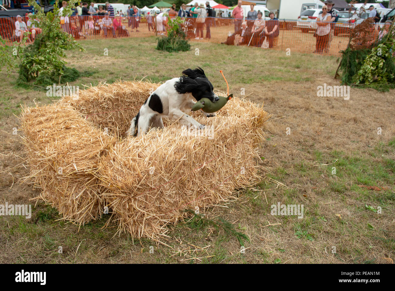 A spaniel retrieving a dummy kill from hay bales in a gun dog competition at Ellingham and Ringwood Agricultural Society Show, Hampshire, UK Stock Photo