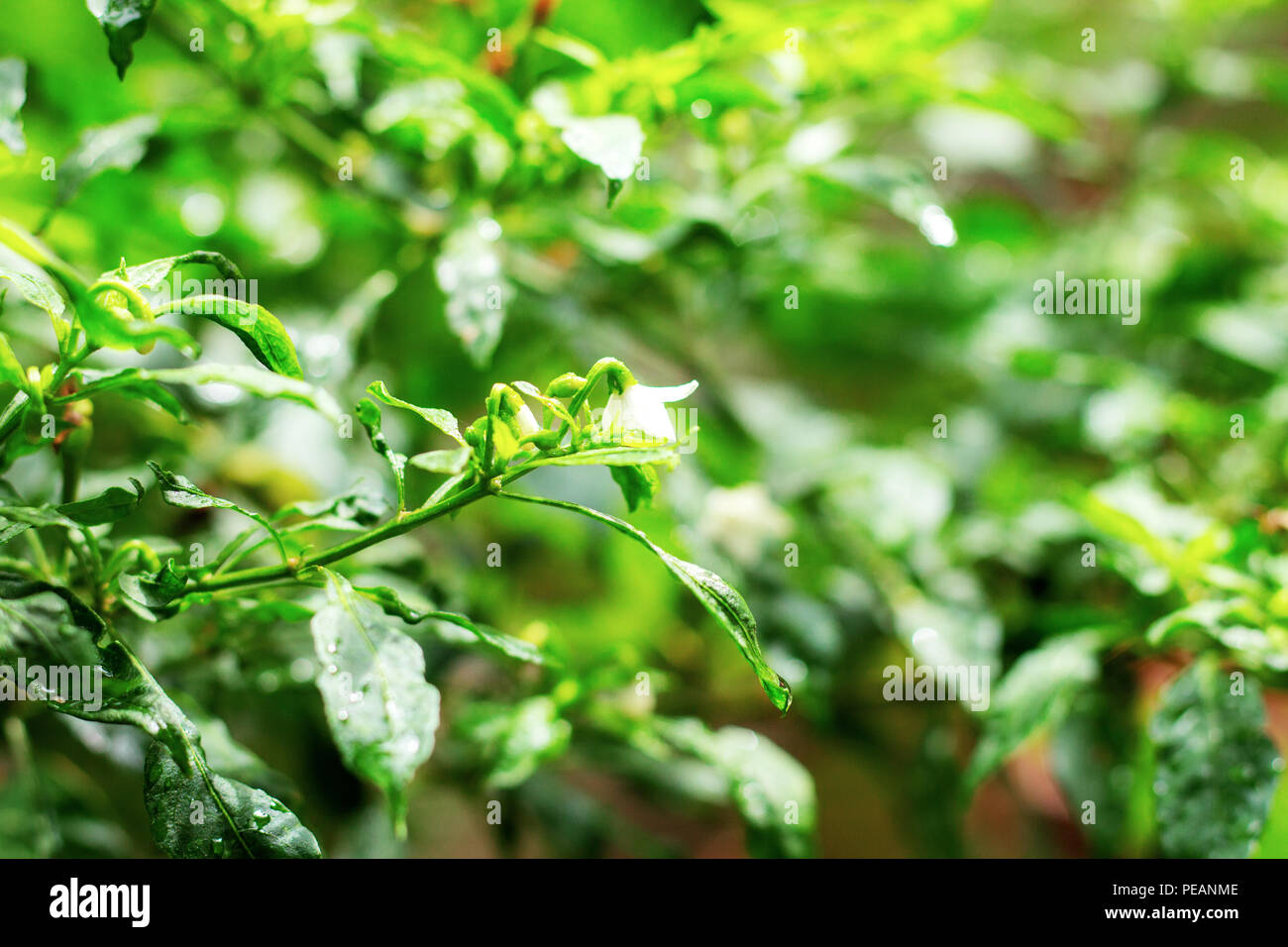 Chilli growing in the garden with sunlight Stock Photo Alamy