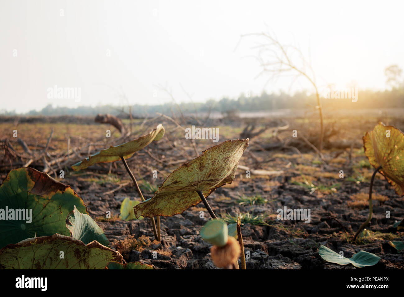 Dries leaves of lotus on field in summer at sunlight. Stock Photo