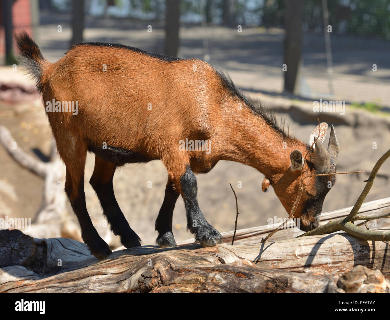 Cute African Pygmy Goat kid (Capra aegagrus hircus Stock Photo Alamy