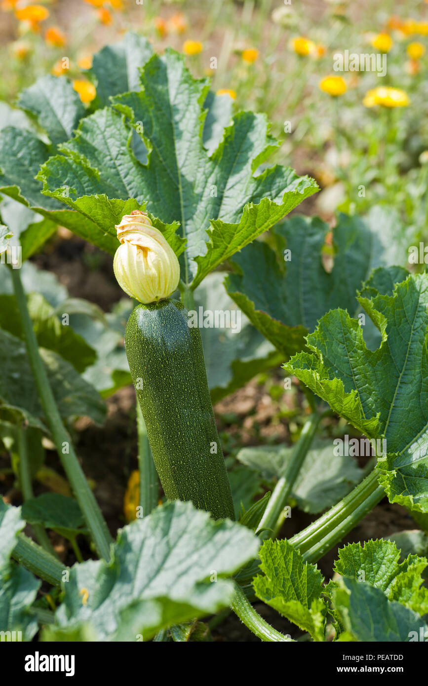 Courgette (zucchini) plant growing with flower attached to the fruit