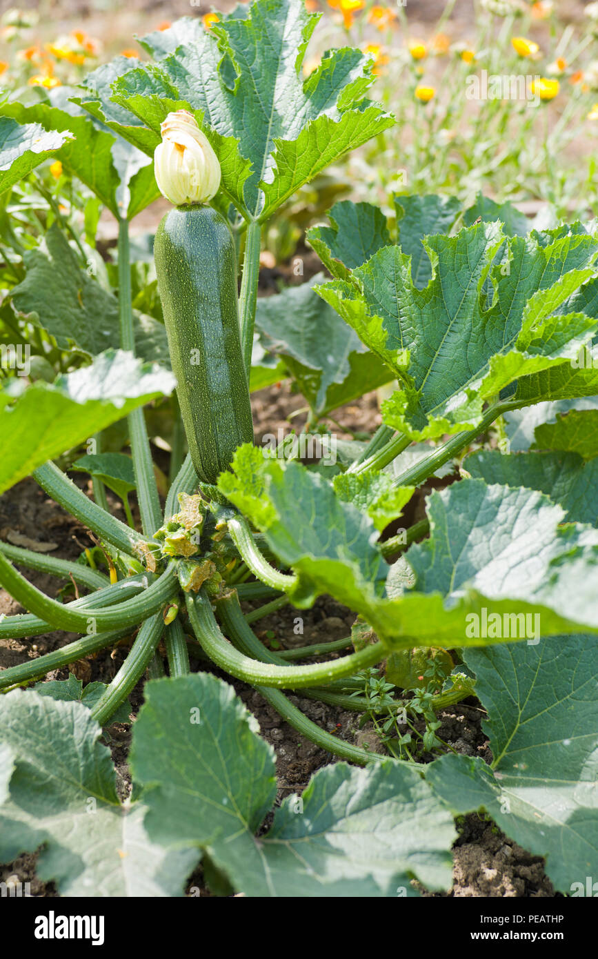 Courgette (zucchini) plant growing with flower attached to the fruit