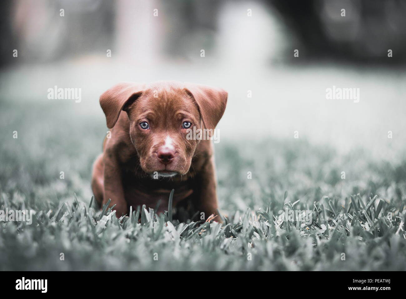 Adorable Blue Eyed Pitbull Terrier Pupyy Stock Photo