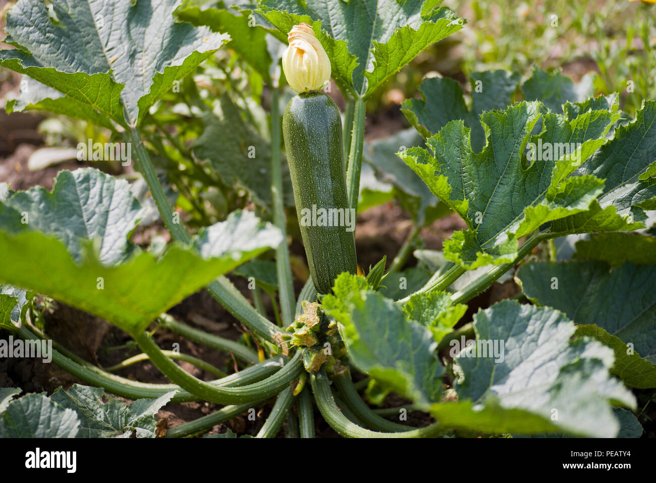 Courgette (zucchini) plant growing with flower attached to the fruit