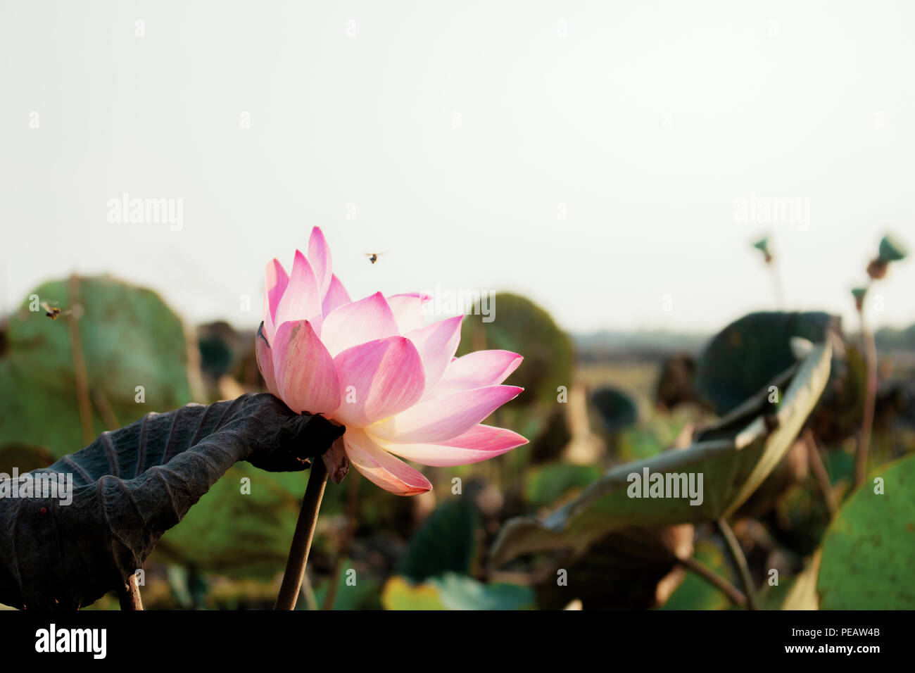 Pink lotus with the beautiful in summer at sunlight Stock Photo Alamy